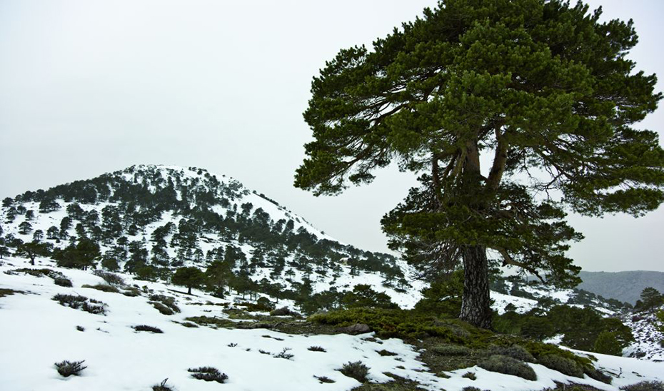 Imagen del Parque Natural de Sierra de Baza, en la provincia de Granada.
